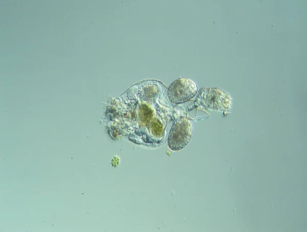 Roterende Dieren Onder Microscoop Een Druppel Water 100X — Stockfoto