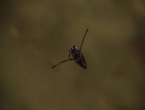 Back Swimmer Insect Floating Pond — Stock Photo, Image