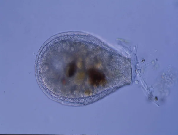 显微镜下100X下有假脚的Amoeba — 图库照片
