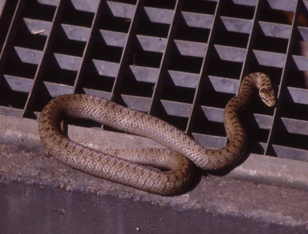 Smooth Snake Basks Light Well — Stock Photo, Image