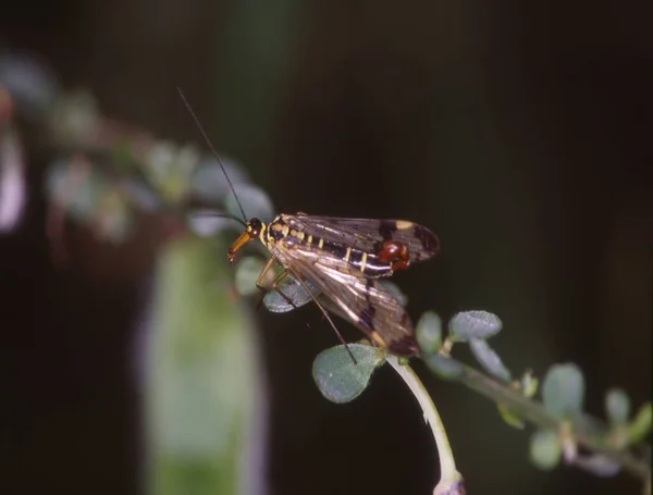 Scorpion Fly Beaked Blade Grass — Stock Photo, Image