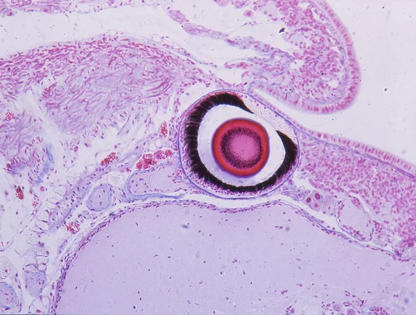 100X显微镜下的传感器蜗牛的眼睛 — 图库照片