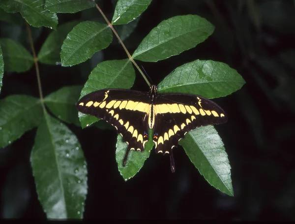 Swallowtail Papillon Sur Les Feuilles — Photo