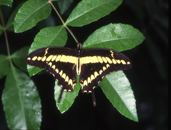 Farfalla Coda Rondine Sulle Foglie — Foto Stock