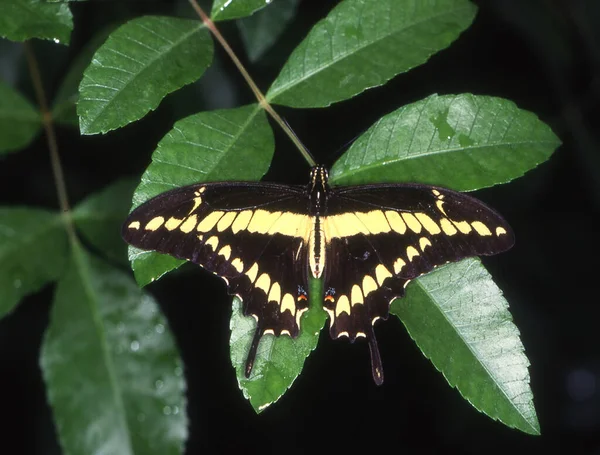 Farfalla Coda Rondine Sulle Foglie — Foto Stock