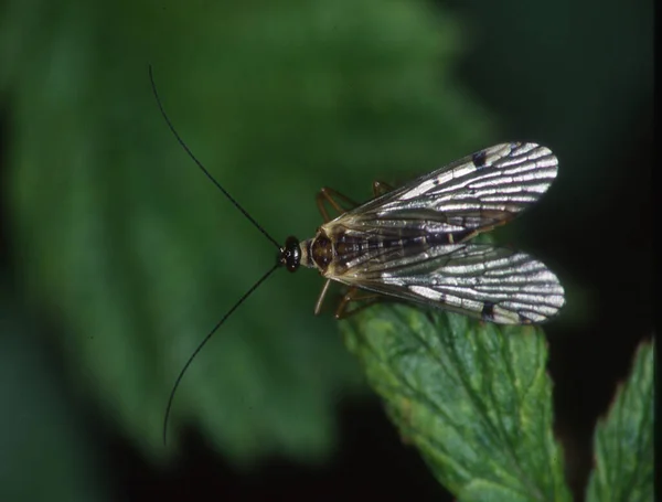 Escorpión Mosca Pico Hoja Hierba —  Fotos de Stock