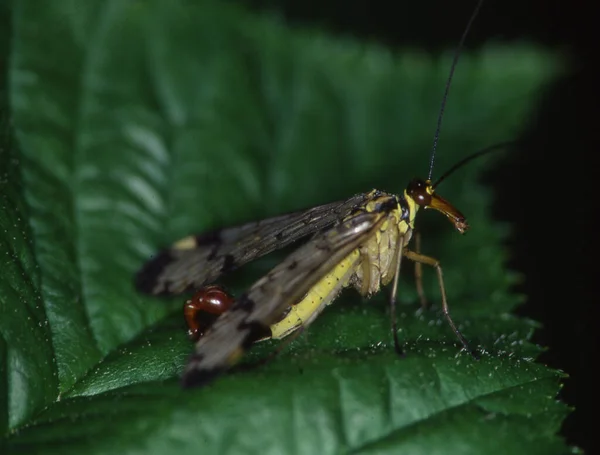 Skorpionfluga Näbbade Grässtrå — Stockfoto