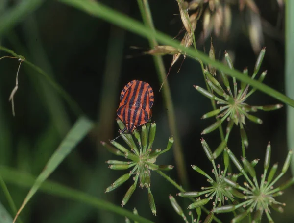 Red Black Streak Bug Blades Grass — Stock Photo, Image
