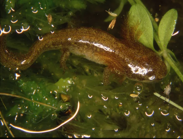 Triton Brun Dans Eau Avec Branchies — Photo