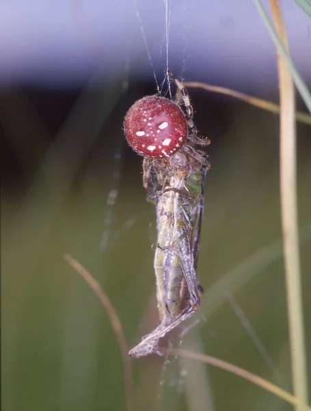 Rojo Araña Jardín Cuatro Puntos Come Saltamontes — Foto de Stock