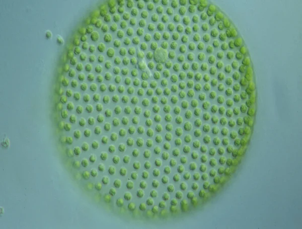 Gröna Alger Droppar Vatten Mikroskop 100X — Stockfoto