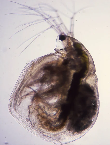 Water Flea Gives Birth Live Young 100X — Stock Photo, Image