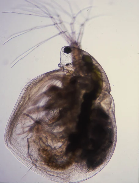 Water Flea Gives Birth Live Young 100X — Stock Photo, Image