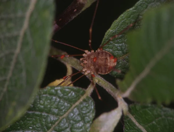 Tisseur Sur Les Feuilles Avec Progéniture — Photo