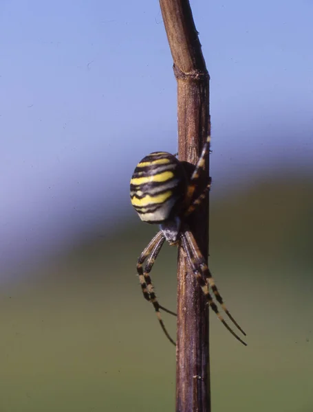 Wespenspinne Sitzt Auf Grashalm — Stockfoto