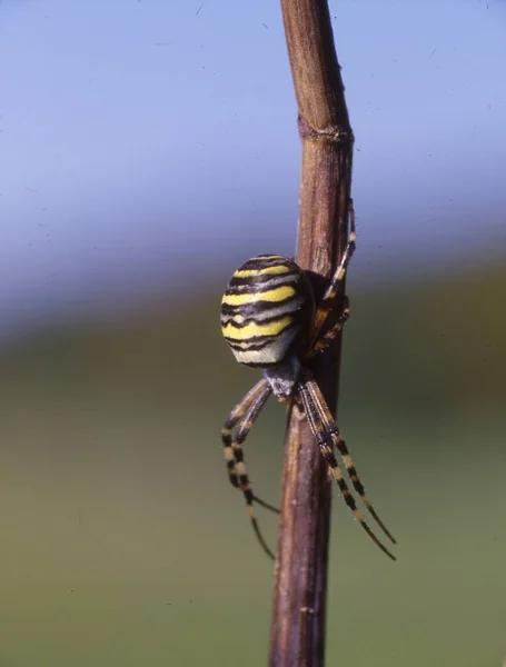 Wespenspinne Sitzt Auf Einem Grashalm — Stockfoto