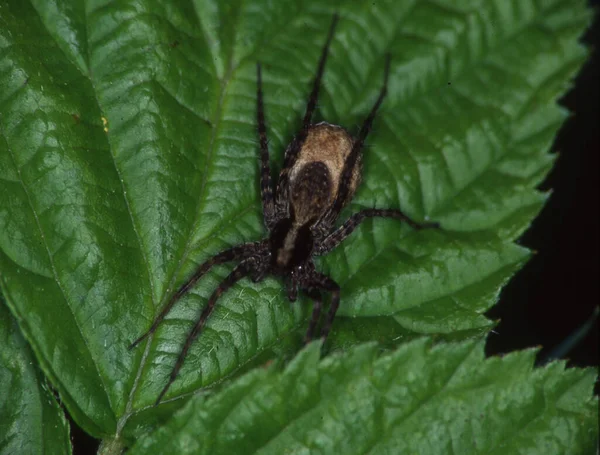 Araña Lobo Con Capullo Huevo Hoja Verde — Foto de Stock