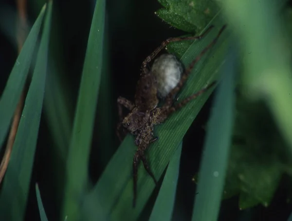 Aranha Lobo Com Casulo Ovo Entre Lâminas Grama — Fotografia de Stock