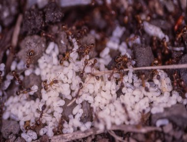 Karıncalar bakımda