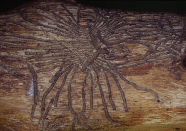 Ağaç kabuğu kabuk böceği izleri taşıyor.