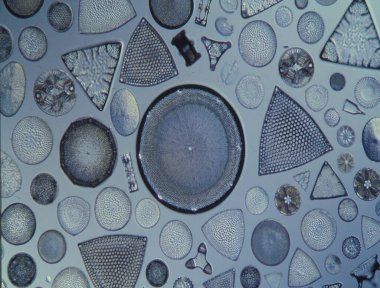 Diatoms from the sea under the microscope 100x clipart