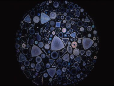 Mikroskop altında denizden gelen diatomlar 100x