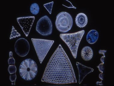 Mikroskop altında denizden gelen diatomlar 100x