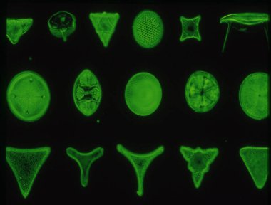 Kieselalgen aus dem Meer unter dem Mikroskop 100x