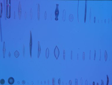 Mikroskop altında denizden gelen diatomlar 100x