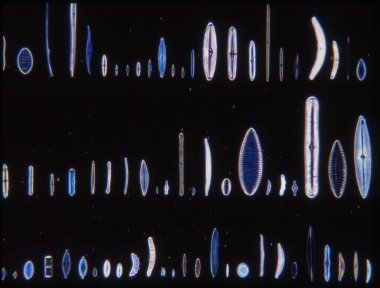 Mikroskop altında denizden gelen diatomlar 100x