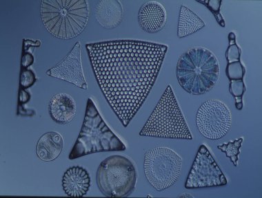 Mikroskop altında denizden gelen diatomlar 100x