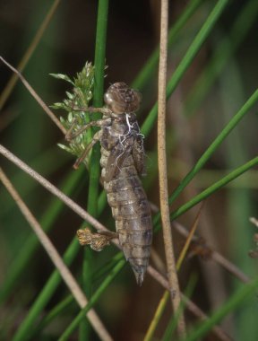 Libellula Depressa 'dan bir yusufçuk Exüvie' si