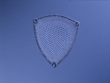 Mikroskop altında denizden gelen diatomlar 100x