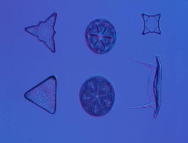 Mikroskop altında denizden gelen diatomlar 100x