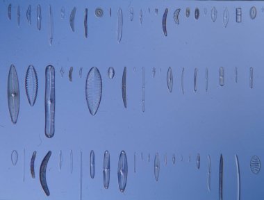 Mikroskop altında denizden gelen diatomlar 100x