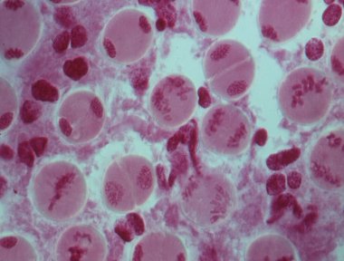 Bir hücrenin çekirdeğindeki kromozomlar