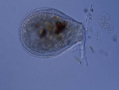 Su damlasında ışıldayan ayaklı deniz kabuğu amipleri