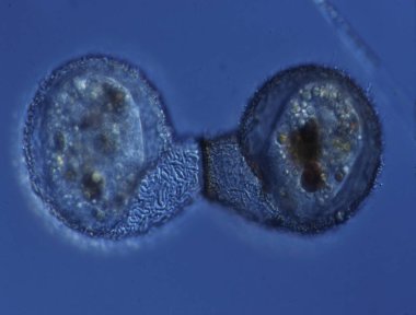 Su damlasında ışıldayan ayaklı deniz kabuğu amipleri