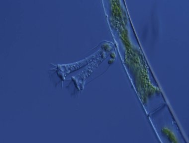 Çimenler suda yüzer ve yiyecek ararlar.