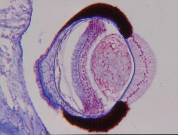 Bulbo Oculare Sezione Longitudinale Microscopio 50X — Foto Stock