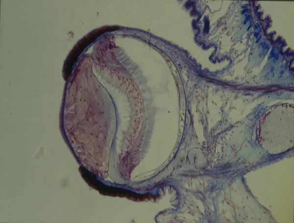 Ojo Sección Longitudinal Bajo Microscopio 50X — Foto de Stock