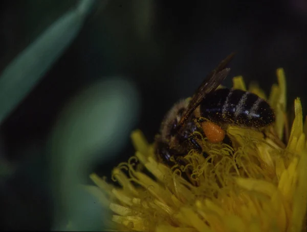 Honigbiene Sammelt Pollen Und Nektar — Stockfoto