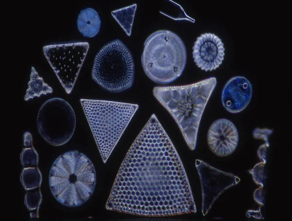 Okrzemki Morza Pod Mikroskopem 100X — Zdjęcie stockowe