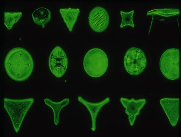 Kieselalgen Aus Dem Meer Unter Dem Mikroskop 100X — Stock Fotó
