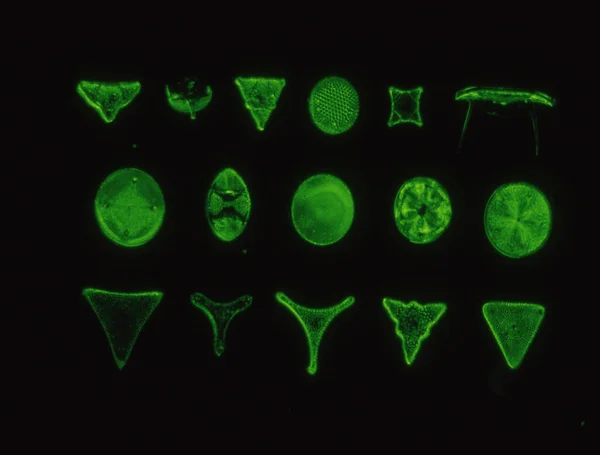 Kieselalgen Aus Dem Meer Unter Dem Mikroskop 100X — 스톡 사진