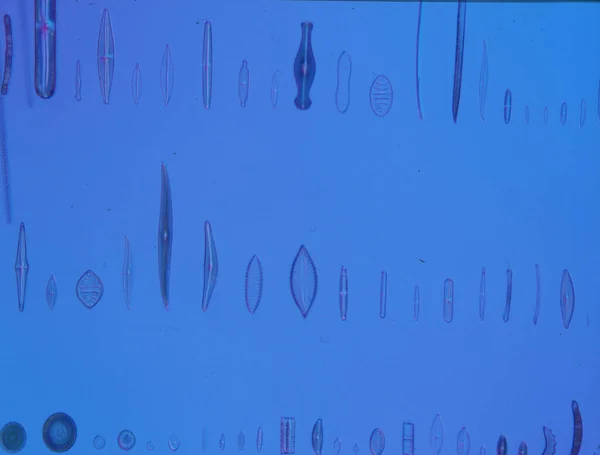 Diatomer Från Havet Mikroskop 100X — Stockfoto