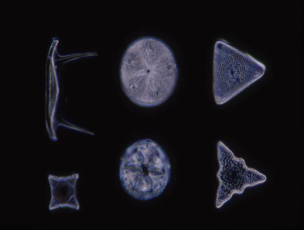 Diatomáceas Mar Sob Microscópio 100X — Fotografia de Stock