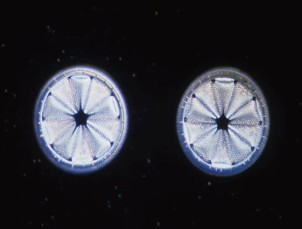 현미경으로 의원자들 100X — 스톡 사진