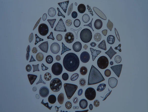 Diatomáceas Mar Sob Microscópio 100X — Fotografia de Stock