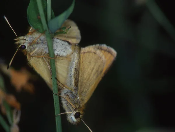 Thick Headed Butterfly Stalk Copolation — Stock Photo, Image